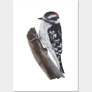 Downy Woodpecker painting (no background) Posters and Art